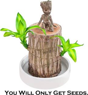AloneFit Mini Brazalian wood