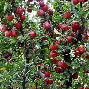 greenhousestore Apple Plant