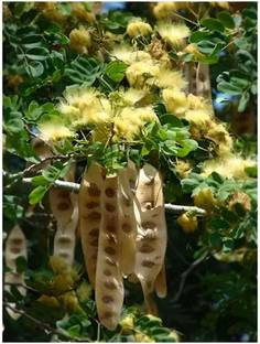 SPYPL Albizia Lebbeck