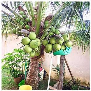 Grafted Kalpa Raksha Coconut Plant