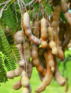My Dream Nursery Tamarind Plant