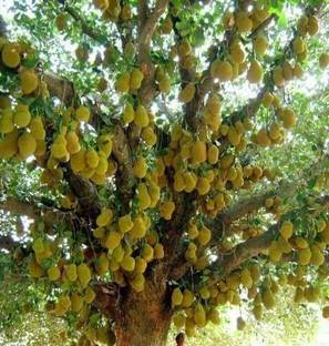 Platone Jack Fruit Plant