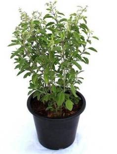 KOSMOSGREEN Tulsi Plant