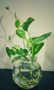 Cloud Farm Money Plant
