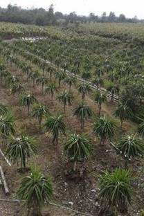 PetalPath Dragon Tree