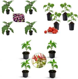 DECOREEN MicroGreen Plant