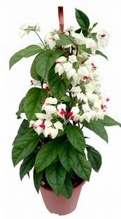 क्लाउड फार्म ब्लीडिंग हार्ट प्लांट पौधा