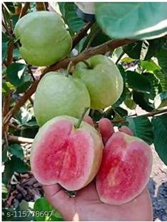 lakshita planters Guava Plant