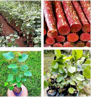pomgardening Red Sandalwood Plant