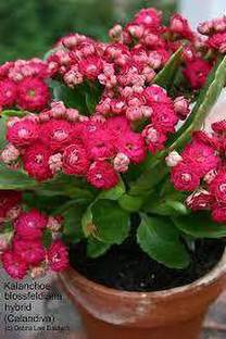 greenplanthub Kalanchoe Plant