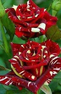 PB honey priya plant Rose Plant