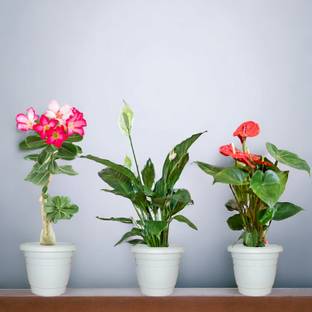 Agridise Anthurium Plant, Adenium Plant, Peace Lily Plant
