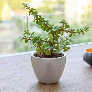 Bappa Mart Jade Plant