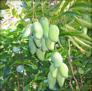 InGreen Mango Plant