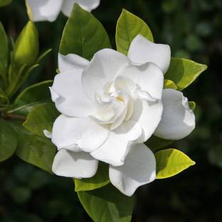 PUSHPARGHYA Jasmine Plant