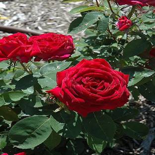 Agroholic Traders Rose Plant