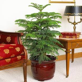 KUBERAA Christmas Tree Plant