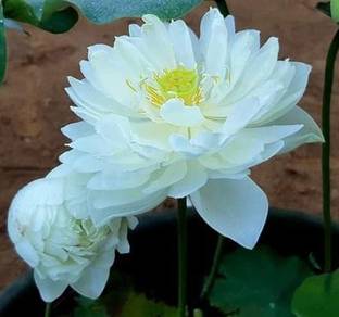 indian gardens Lotus Plant