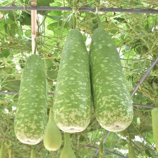 Platone Bottle Gourd