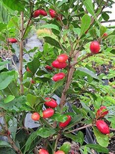 rimardmistu Miracle Fruit