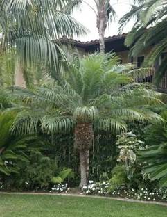 Green tree nursery kashmiri Areca Palm