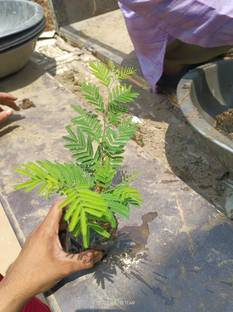 HARIGURU Shami/Jand Plant