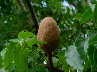 DEBNATHNURSERY Maha Vilvam Plant