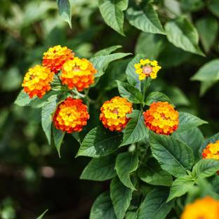 EliteGreen Lantana Plant