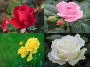 Cloud Farm Rose Plant