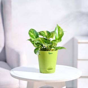 UGAOO Variegated Money Plant