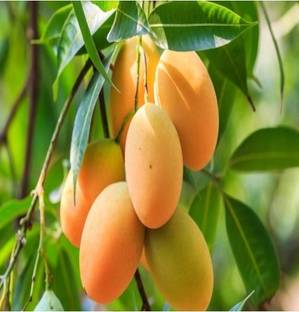 Krishna all time mango plant Mango Plant