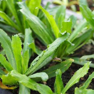 ABEFARIYA Coriander Plant, Coriander Plant