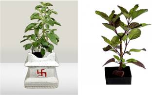 surabhi store Tulsi Plant