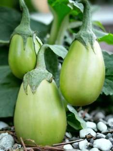 ibains Brinjal