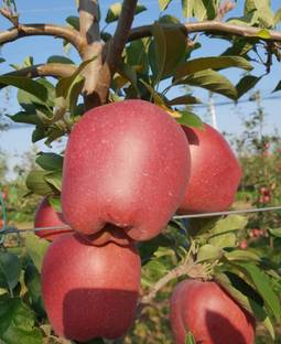 Hot Climate Apple Plant