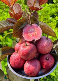 thai maroonpeyara Guava Plant