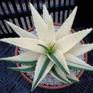 greennursery Aloe Vera Plant