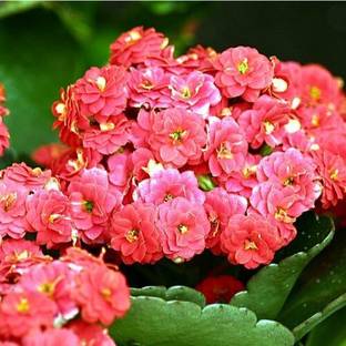Cloud Farm Kalanchoe Plant
