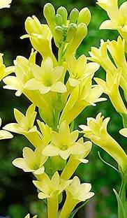 MAITRA AND SONS Tuberose/Rajnigandha Plant