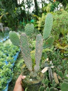 OxygenCart Prickly Pear Cactus Plant
