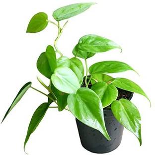 ABEFARIYA Heart Leaf Oxycardium Plant
