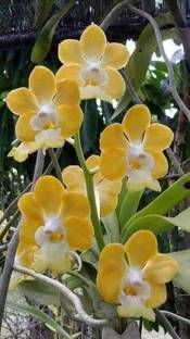 AquinnahGaden Orchid Plant
