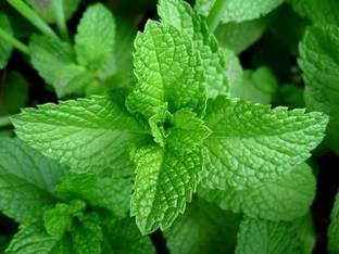 Shiva nursery Mint Plant