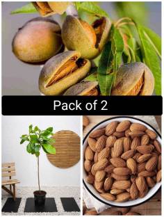 Cloud Farm Almond Plant