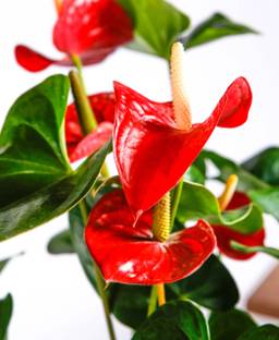 BDSresolve big anthurium flower seeds Seed