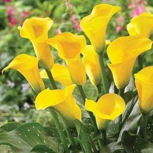 Cloud Farm Peace Lily Plant