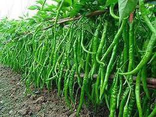 greenplanthub Chilli Spices Plant