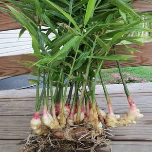 ANUSHKA GREEN BLISS Ginger Plant
