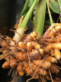 the green dotcom Turmeric Plant