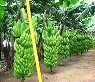 PetalPath Banana Plant